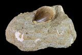 Mosasaur (Prognathodon) Tooth In Rock - Morocco #154848-1